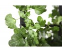 Wisząca donica Urban Garden Authentics - Ø 15 cm, czarna zieleń
