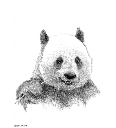 Obraz PANDA ONWALL - czarno-biały, 50x75cm