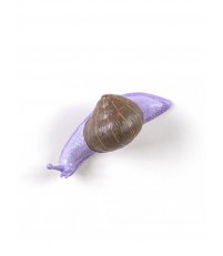 Wieszak ścienny Snail Awake Seletti - pomalowany, przebudzony ślimak