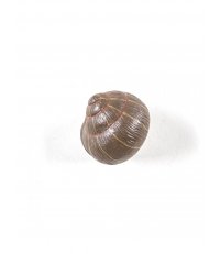 Wieszak ścienny Snail Sleeping Seletti - pomalowany, śpiący ślimak