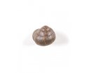 Wieszak ścienny Snail Sleeping Seletti - pomalowany, śpiący ślimak